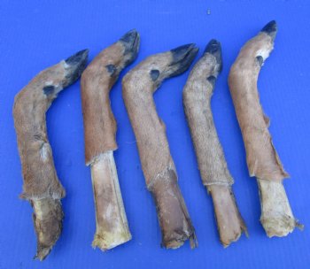 5 Preserved Whitetail Deer Legs, Exposed Bone, 14-1/2 to 15-1/2 inches <font color=red> Grade B</font> for $2.50 each 