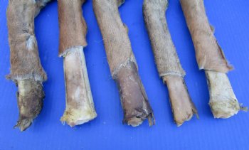 5 Preserved Whitetail Deer Legs, Exposed Bone, 14-1/2 to 15-1/2 inches <font color=red> Grade B</font> for $2.50 each 
