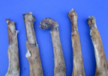 5 Preserved Whitetail Deer Legs, Exposed Bone, 13-1/2 and 15-1/2 inches <font color=red> Grade B</font> for $2.50 each 