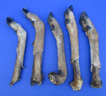 5 Preserved Whitetail Deer Legs, Exposed Bone, 13-1/2 and 15-1/2 inches <font color=red> Grade B</font> for $2.50 each 