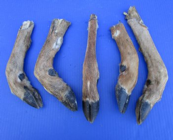 5 Preserved Whitetail Deer Legs, Exposed Bone, 10 to 14 inches  <font color=red> Grade B</font> for $3.50 each 