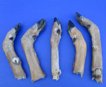 5 Preserved Whitetail Deer Legs, Exposed Bone, 10 to 14 inches  <font color=red> Grade B</font> for $3.50 each 