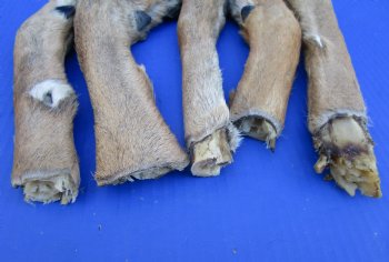 5 Preserved Whitetail Deer Legs, Exposed Bone, 10 to 14 inches  <font color=red> Grade B</font> for $3.50 each 