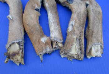 5 Preserved Whitetail Deer Legs, Exposed Bone, 10 to 14 inches  <font color=red> Grade B</font> for $3.50 each 