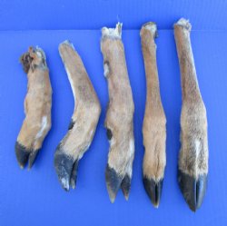 5 Preserved Whitetail Deer Legs, Exposed Bone, 7-1/2 to 10-1/2 inches <font color=red> Grade B</font> for $3.50 each 