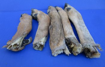 5 Preserved Whitetail Deer Legs, Exposed Bone, 7-1/2 to 10-1/2 inches <font color=red> Grade B</font> for $3.50 each 