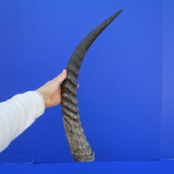 23-3/4 inches Single Authentic Waterbuck Horn for $39.99