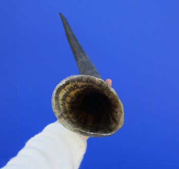 23-3/4 inches Single Authentic Waterbuck Horn for $39.99