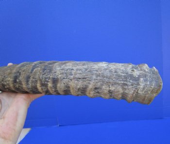 23-3/4 inches Single Authentic Waterbuck Horn for $39.99