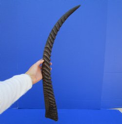 26 inches Single Authentic Waterbuck Horn for $39.99