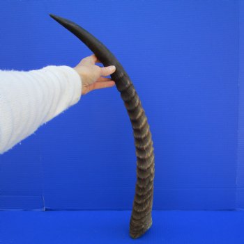25 inches Single Authentic Waterbuck Horn for $39.99