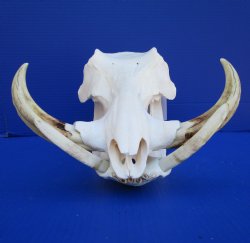 12 inches Warthog Skull with 8-3/4 and 8-7/8 inches Ivory Tusks for $149.99