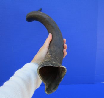 30 inches Natural Kudu Horn (24 inches Straight) for $69.99