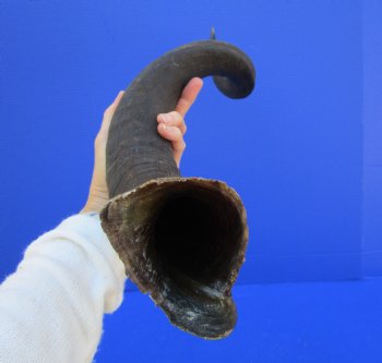 36 inches Natural Kudu Horn (27-3/4 inches Straight) for $89.99