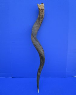 39 inches Natural Kudu Horn (31-7/8 inches Straight) for $99.99