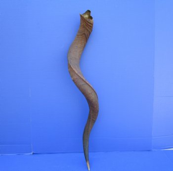 36 inches Natural Kudu Horn (27-7/8 inches Straight) for $89.99