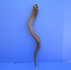 36 inches Natural Kudu Horn (27-7/8 inches Straight) for $89.99