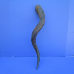 30-3/4 inches Natural Kudu Horn (24 inches Straight) for $69.99