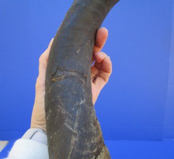 30-3/4 inches Natural Kudu Horn (24 inches Straight) for $69.99