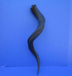 33 inches Natural Kudu Horn (23 inches Straight) for $69.99