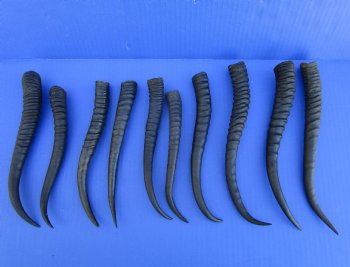 10 Female African Springbok Horns 7-1/4 to 9-1/4 inches for $6.50 each