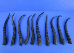 10 Female Springbok Horns 8 to 9-3/4 inches for $6.50 each