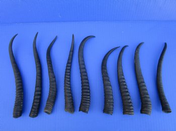 10 Female African Springbok Horns 8 to 9-1/2 inches for $6.50 each