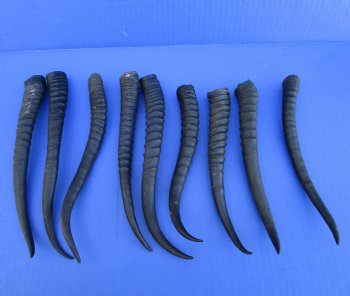 10 Female African Springbok Horns 8 to 9-1/2 inches for $6.50 each