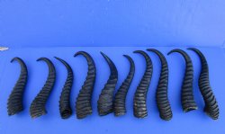 10 Male Springbok Horns for Taxidermy Crafts between 9-1/4 and 10-3/4 inches for $7.50 each