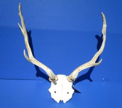 19-1/2 inches wide Fallow Deer Antlers on Skull Plate for Sale $79.99