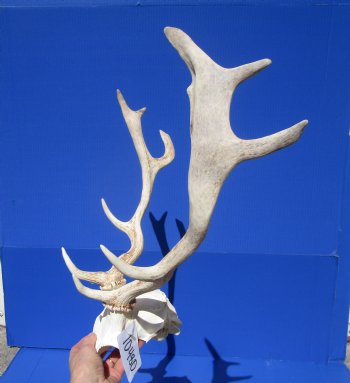 19-1/2 inches wide Fallow Deer Antlers on Skull Plate for Sale $79.99