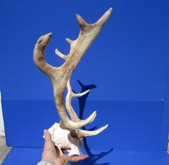 19-1/2 inches wide Fallow Deer Antlers on Skull Plate for Sale $79.99