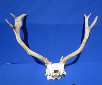 19-1/2 inches wide Fallow Deer Antlers on Skull Plate for Sale $79.99