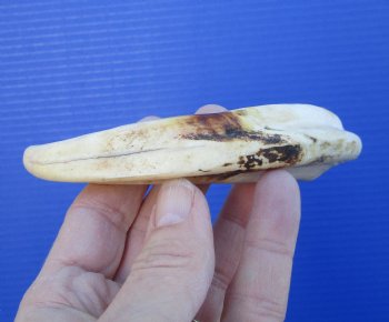 6-1/2 inches Real Warthog Ivory Tusk <font color=red> (3-1/2 inches Solid)</font> for $11.99