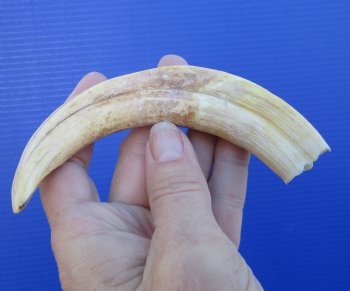6-3/4 inches Real Warthog Ivory Tusk <font color=red> (5-1/2 inches Solid)</font> for $12.99