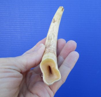 6-3/4 inches Real Warthog Ivory Tusk <font color=red> (5-1/2 inches Solid)</font> for $12.99