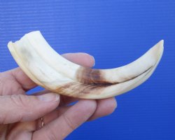 6-7/8 inches Authentic Warthog ivory Tusk <font color=red> (4-3/4 inches Solid)</font> for $11.99