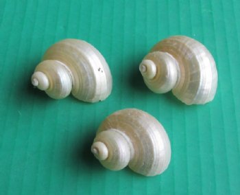 1-1/4 to 1-3/4 inches  Small Pearl White Turban Shells <font color=red> Wholesale</font> - 500 @ .20 each