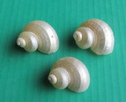 1-1/4 to 1-3/4 inches  Small Pearl White Turban Shells <font color=red> Wholesale</font> - 500 @ .20 each