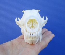 6 inches Farmed Fox Skull for Sale, <font color=red>Good Quality</font> for $46.99