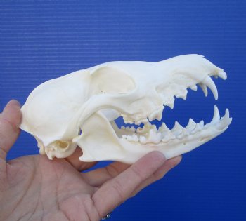 6 inches Farmed Fox Skull for Sale, <font color=red>Good Quality</font> for $46.99