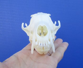 5-1/2 inches Farmed Fox Skull for Sale, <font color=red>Good Quality</font> for $46.99