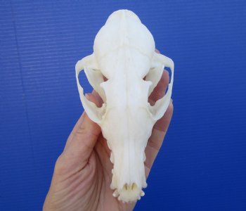 5-1/2 inches Farmed Fox Skull for Sale, <font color=red>Good Quality</font> for $46.99