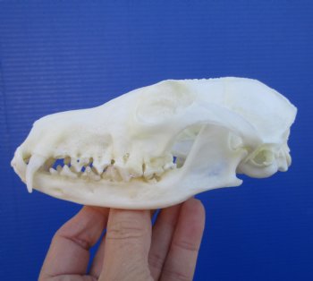 5-1/2 inches Farmed Fox Skull for Sale, <font color=red>Good Quality</font> for $46.99