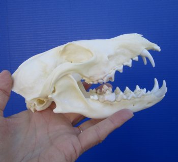 6-1/4 inches Authentic Farmed Fox Skull for Sale, <font color=red>Good Quality</font> for $46.99