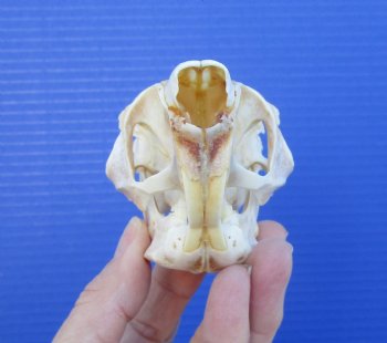 3-3/8 inches South African Spring Hare Skull for $39.99