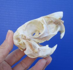 3-3/8 inches South African Spring Hare Skull for $39.99