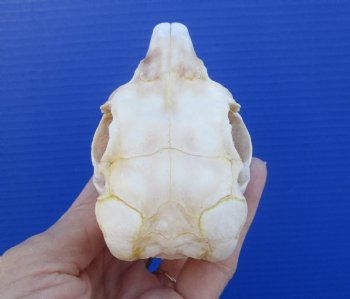 3-3/8 inches South African Spring Hare Skull for $39.99