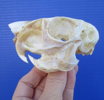 3-3/8 inches South African Spring Hare Skull for $39.99