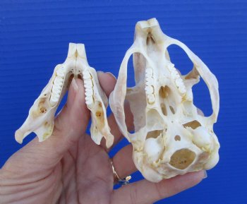 3-3/8 inches South African Spring Hare Skull for $39.99